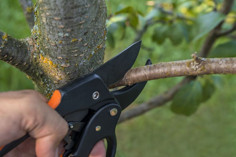 Arborist Pruning detail
