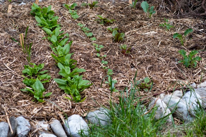 Plant Bed Mulching