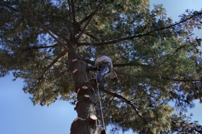 Tree Arborist Service