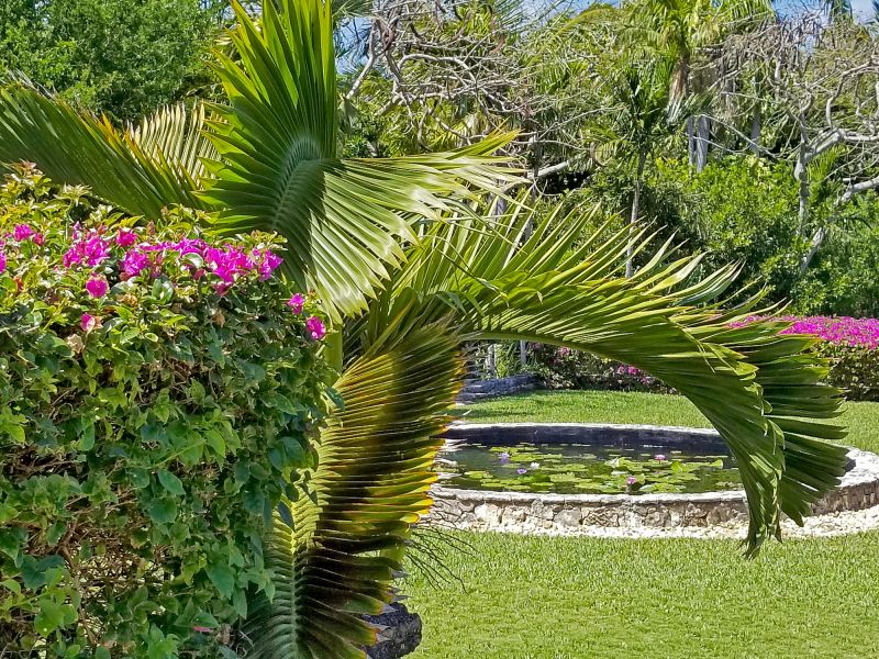 Tropical Landscaping