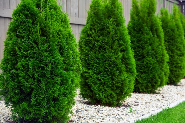 Arborvitae Planting in Huntersville