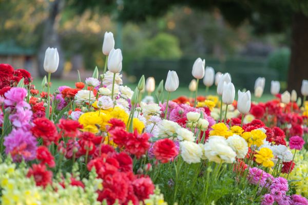 Gardening Service in Huntersville