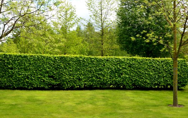 Hedge Planting in Huntersville