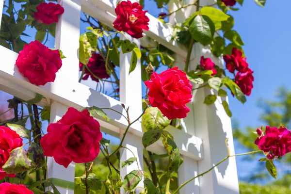 Home Gardening Service in Huntersville