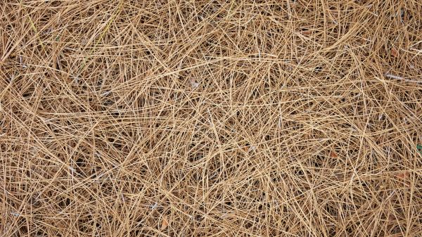 Pine Needles Delivery in Huntersville