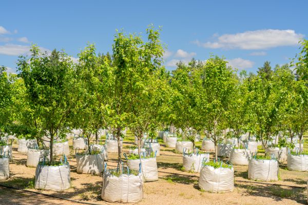 Tree Planting Service in Huntersville
