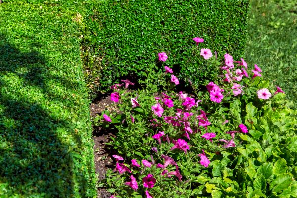 Softscaping Service in Huntersville
