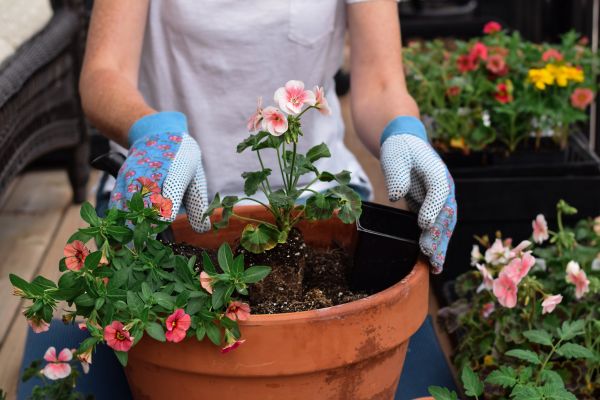 Plant Care Service in Huntersville