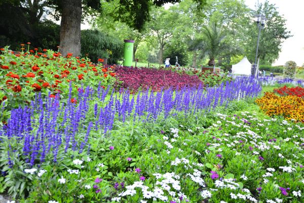 Perennials Planting in Huntersville