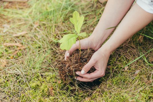 Oak Tree Planting in Huntersville