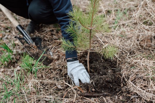 Pine Tree Planting in Huntersville
