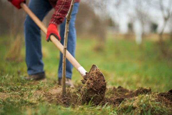 Trees Planting in Huntersville