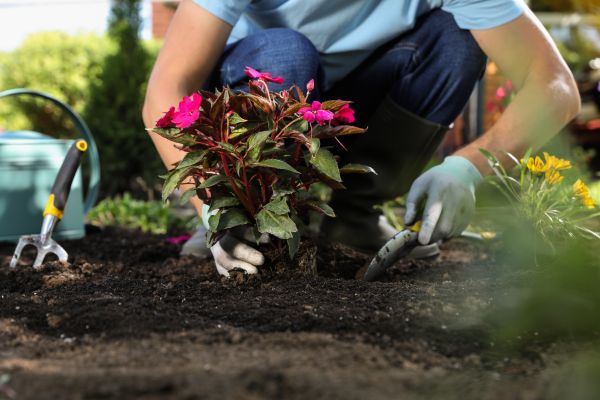 Plant Replacement in Huntersville