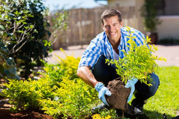 Shrub Landscaping in Huntersville