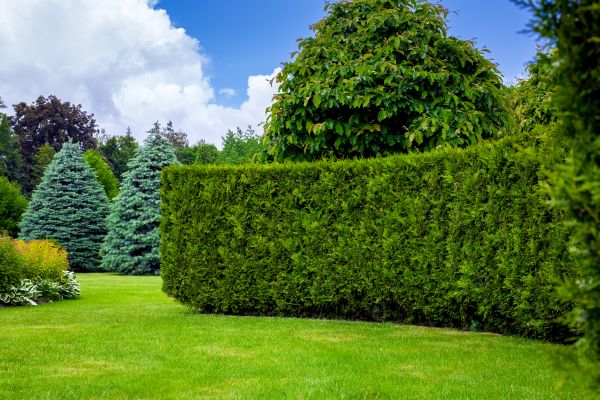 Hedge Landscaping in Huntersville