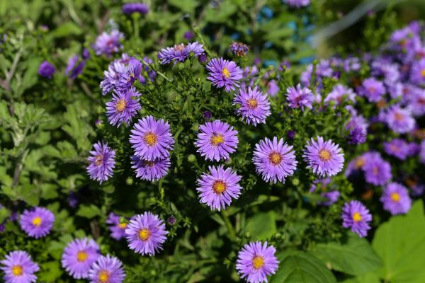 Perennial Flower Planting in Huntersville