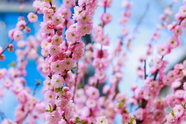 Japanese Cherry Tree Planting in Huntersville