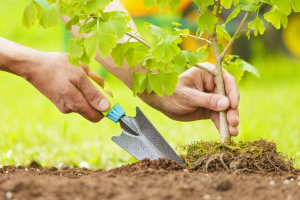 Fruit Tree Planting in Huntersville