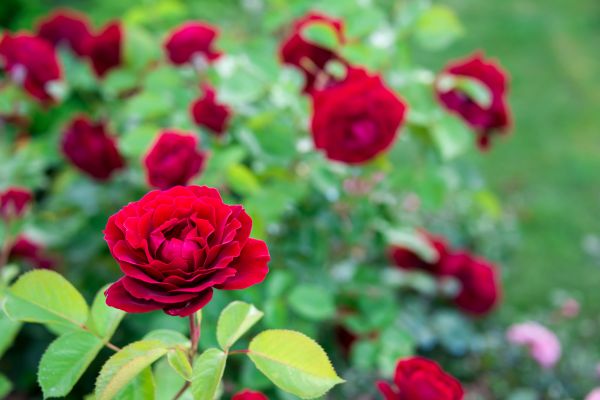 Rose Planting in Huntersville