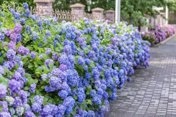 Hydrangea Landscaping in Huntersville