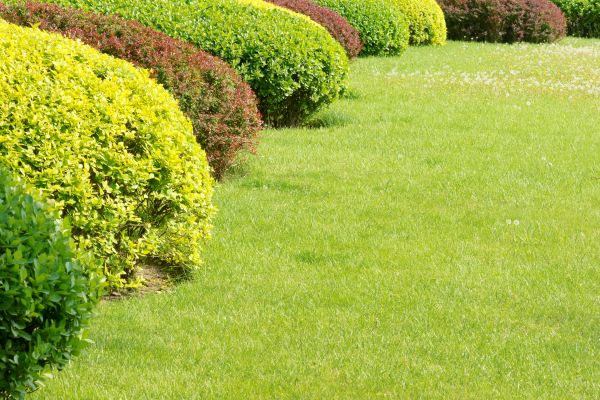 Shrubbery Planting in Huntersville