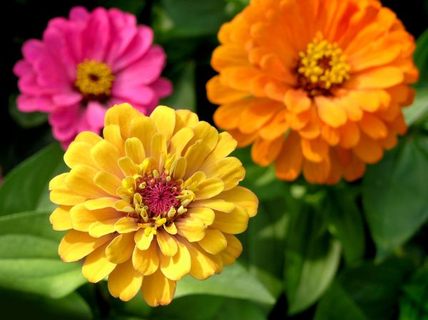 Zinnia Planting in Huntersville