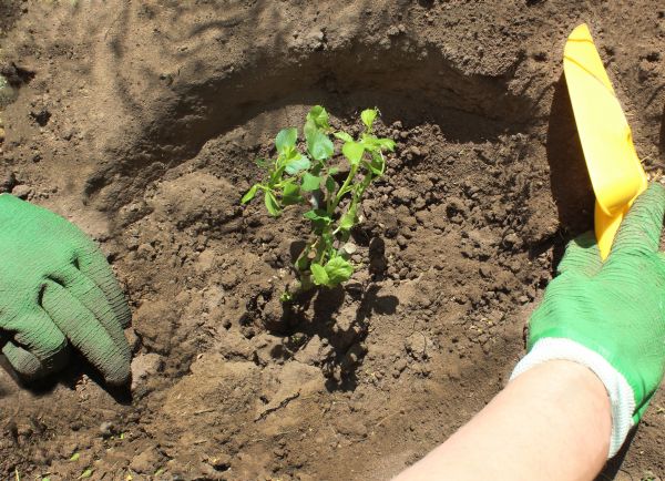 Rose Bush Planting in Huntersville