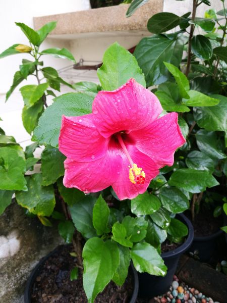 Hibiscus Planting in Huntersville