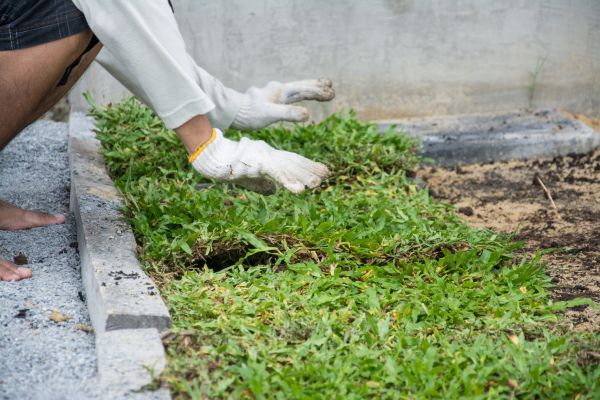 Ground Cover Planting in Huntersville