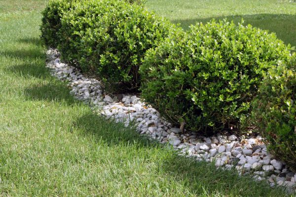 Boxwood Planting in Huntersville