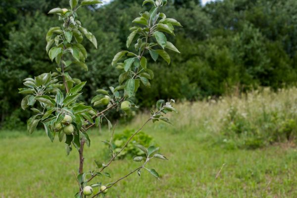 Apple Tree Planting in Huntersville