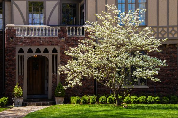 Dogwood Tree Planting in Huntersville